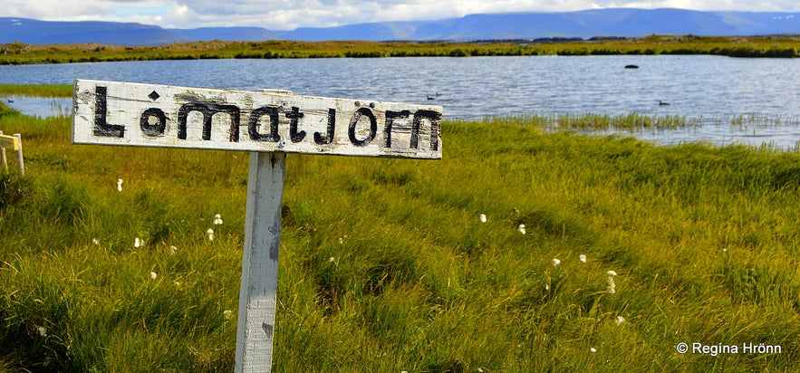 Lómatjörn pond at Reykholt