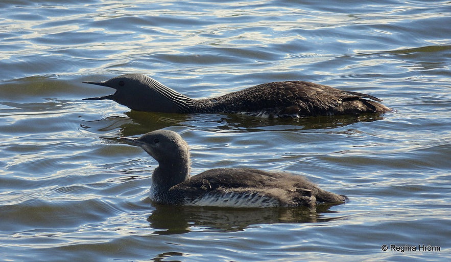 Loons on Lómatjörn pond