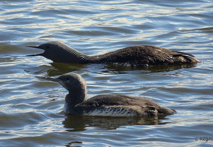 Loons on Lómatjörn pond