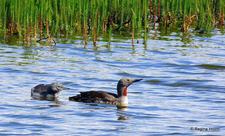 Loons at Reykhólar