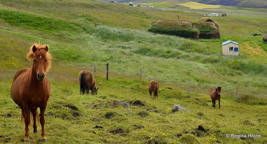 Horses at Tyrfingsstaðir