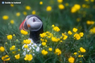 Een IJslandse papegaaiduiker piept tussen de bloemen door.