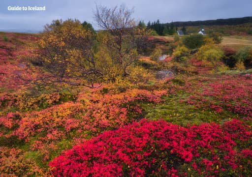 One Week North Iceland Expedition