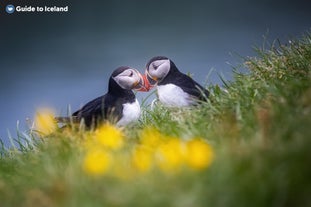 Two puffins touch their beaks together in Iceland.