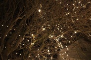 Iceland's Christmas Trees of Light