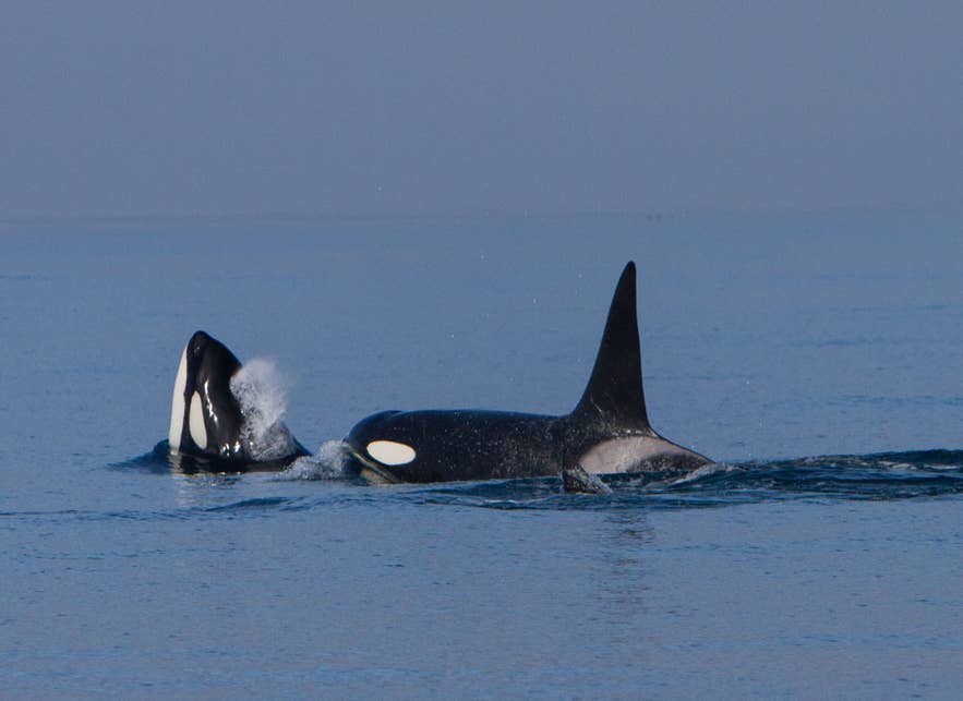 Two orcas surfacing off the coast of Iceland Two orcas surfacing off the coast of Iceland