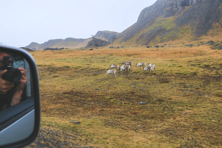 Reindeer on Ring Road