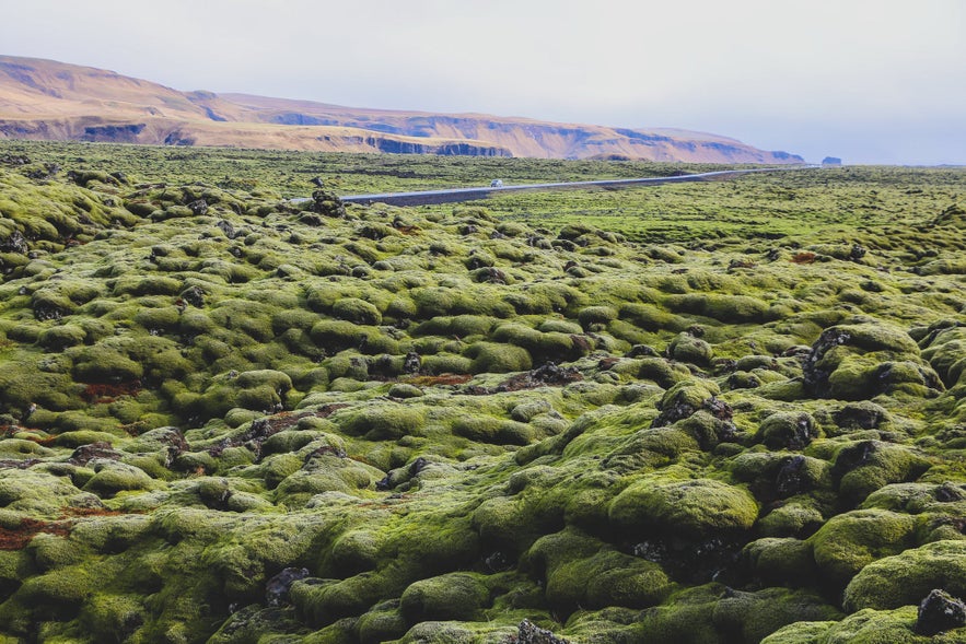 Green Moss Ring Road Self-drive