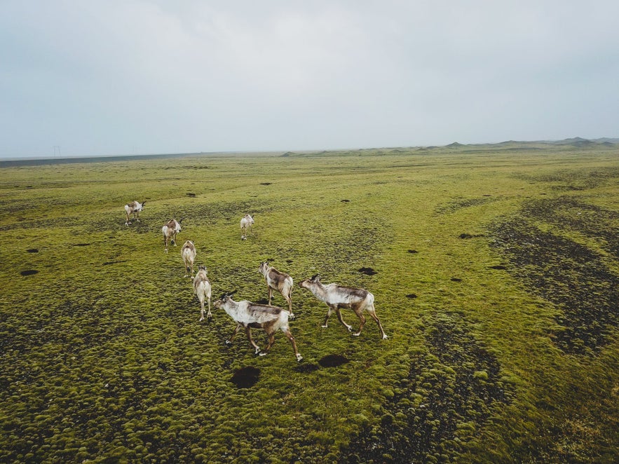 Picture of Iceland Reindeer