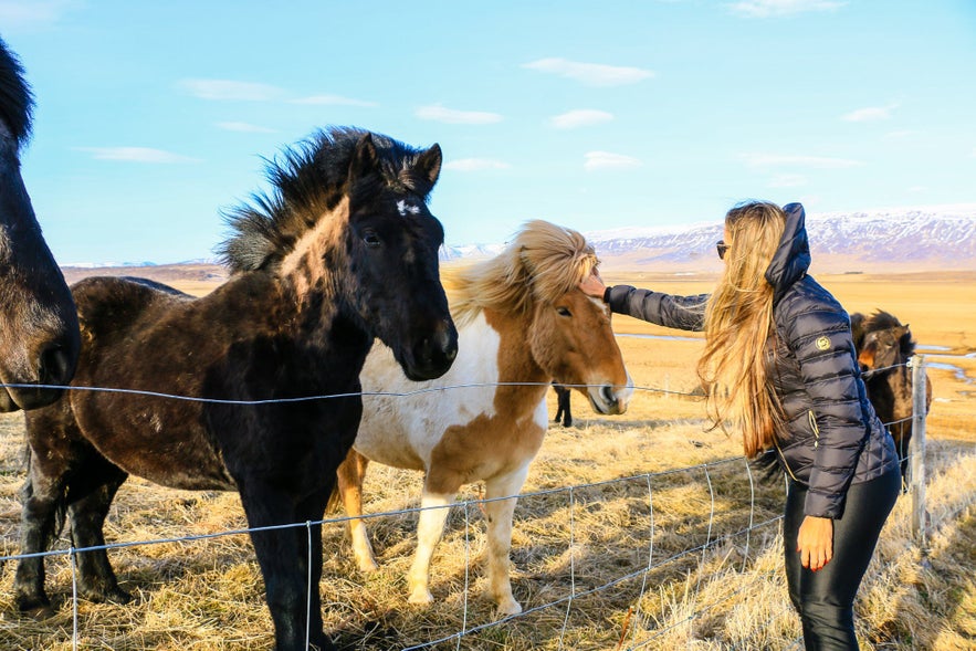 How much does it cost to pet an Iceland Horse