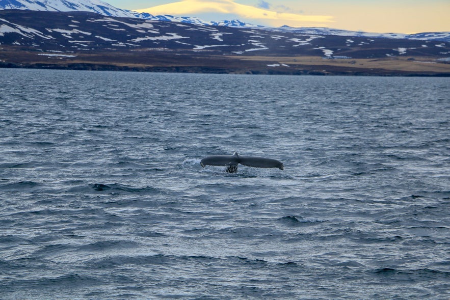 Whale watch Iceland - travel tips