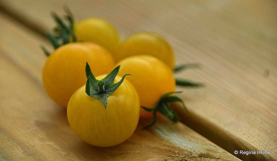 Tomatoes in a greenhouse by Deildartunguhver