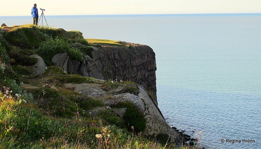 Birdwatching on Hringsbjarg cliff