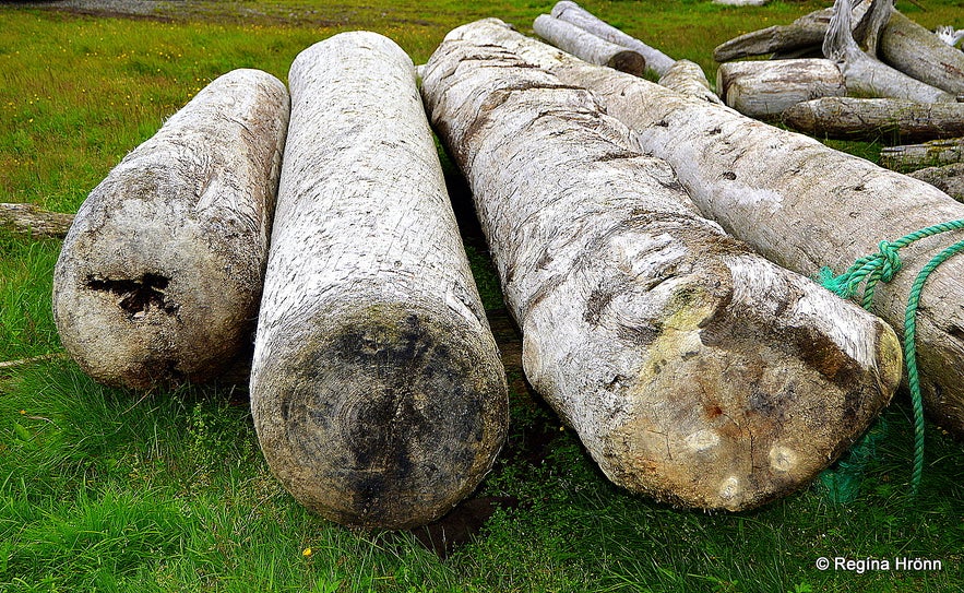 Driftwood in Strandir, which is the easternmost part of the Westfjords - and a poor little dead fox under one of the trees