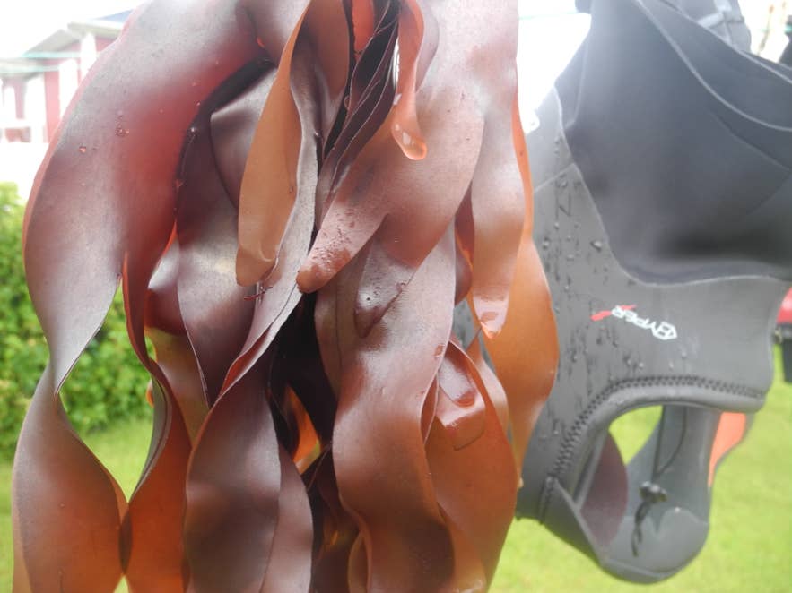 Introducing my dreams and dulse