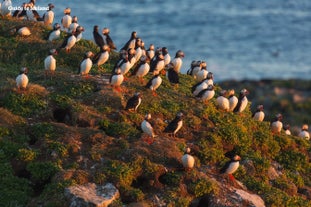 60 percent of the world's Atlantic Puffins nest in Iceland.