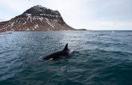 Whale watching from Grundarfjörður