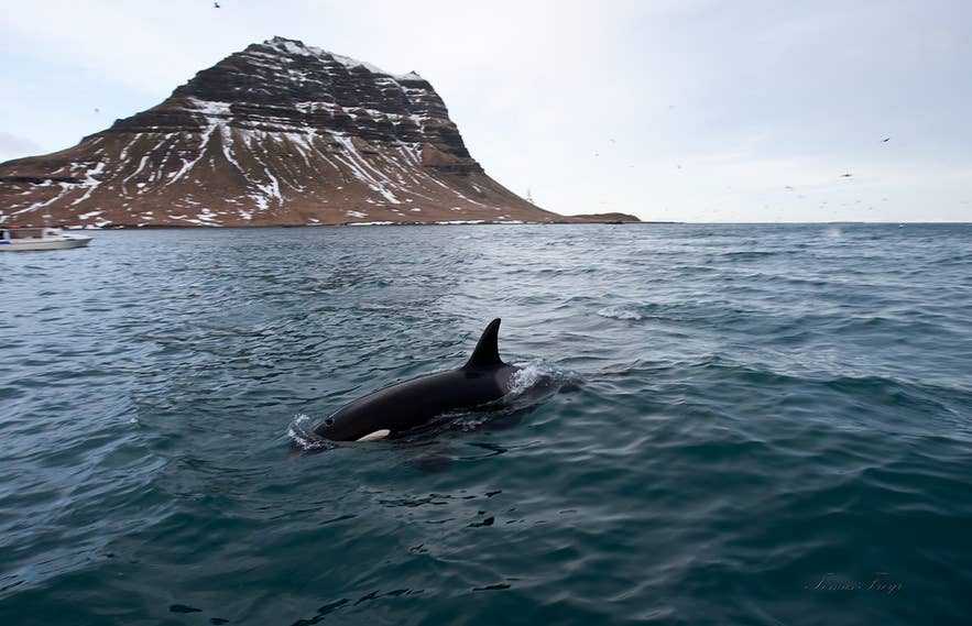 An orca surfaces in the fjord near a whale watching boat, with snow-dusted Kirkjufell behind.