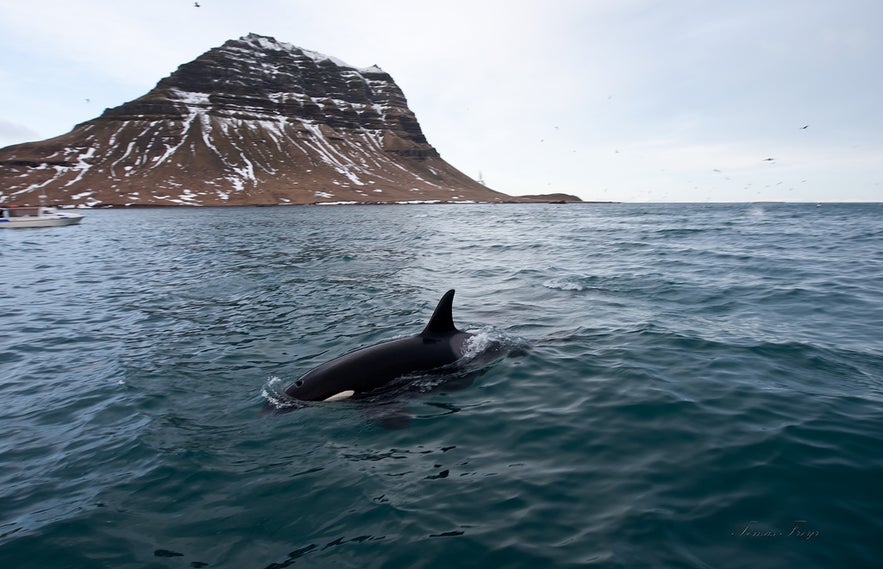Whale swimming in front of Mt. Kirkjufell