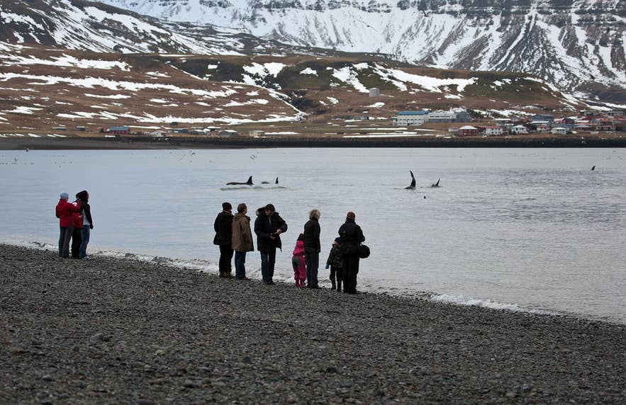 Onlookers on a gravel shore watch orca fins in the fjord, with Grundarfjordur across the water.