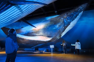 Un instantané de l'échelle des modèles de baleines d'Islande