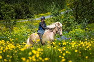 Icelandic horses are an adorable and gentle breed