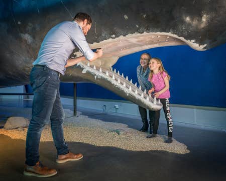 Whales of Iceland & Reykjavik Whale Watching