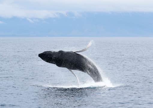 Whales of Iceland & Reykjavik Whale Watching