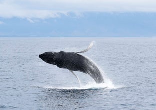 Whales of Iceland & Reykjavik Whale Watching