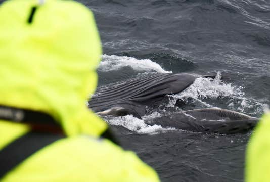 Speedy Whale Watching Express Boat Tour from Reykjavik
