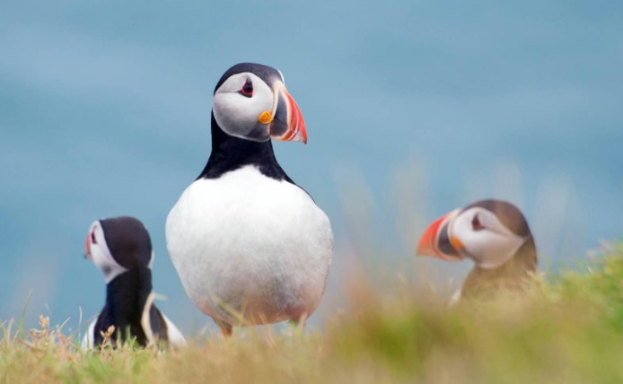 Puffins can be spotted on the cliffs off the shore of these islands