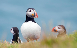 Puffins can be spotted on the cliffs off the shore of these islands