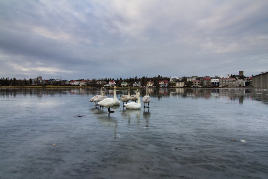 the pond in Reykjavík