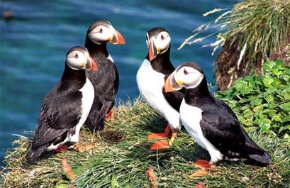 Meilleure Excursion de 4 jours dans les Fjords de l'Ouest avec Prise en Charge à Reykjavik et Vols Inclus - day 3