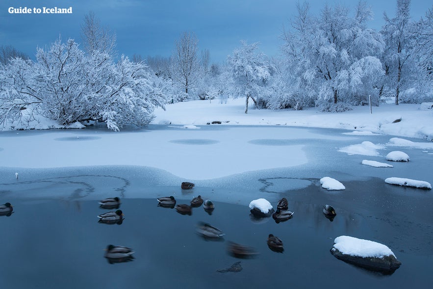 En isländsk park under ett snötäcke på vintern En isländsk park under ett snötäcke på vintern
