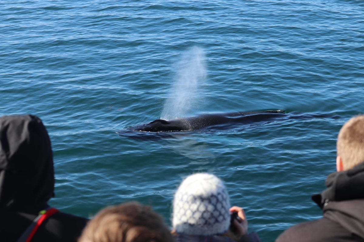 The Whale Watching Tour From Reykjavik 