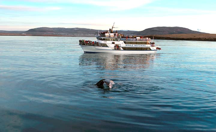 En hvalhale ses med en hvalsafaribåt i bakgrunnen og mennesker som beundrer synet.