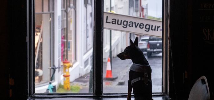 Kneipentouren durch Reykjavik