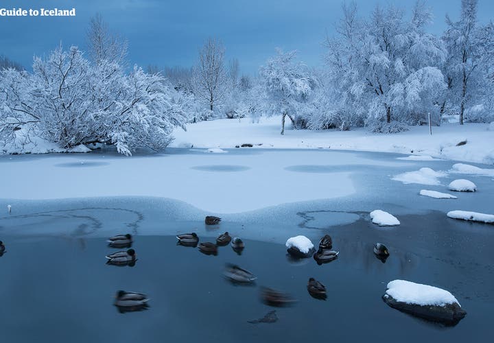 冰岛首都的公园冬季的景色