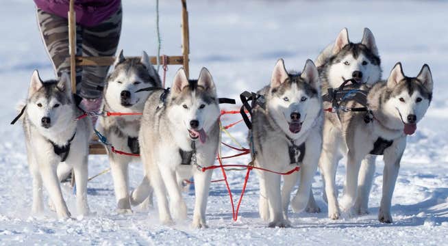 Small-Group Winter Dog Sledding Tour in Akureyri with Photo Opportunities
