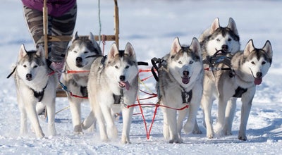 Dog sledding tour in Akureyri is the perfect activity during winter in Iceland.
