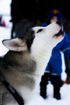 Husky Petting and Photo Experience in Akureyri
