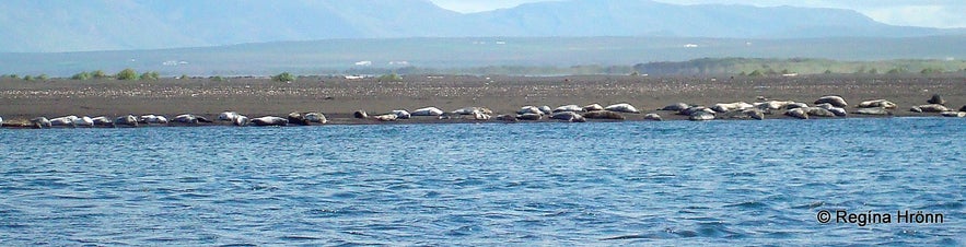 A seal colony on the Vatnsnes peninsula