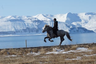 Een paard met ruiter in galop bij de kust in Noord-IJsland.