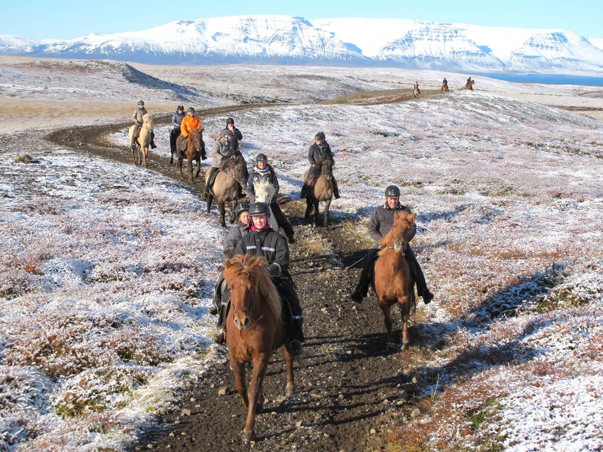 Scenic 1.5-Hour Seaside Horseback Riding Tour in Husavik | Scenic 2 ...