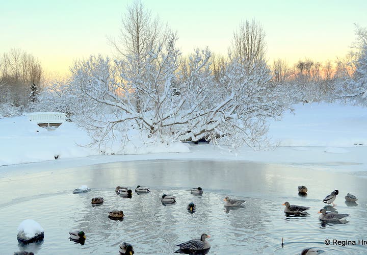 Beautiful white Snow in Laugardalur Valley in Reykjavík
