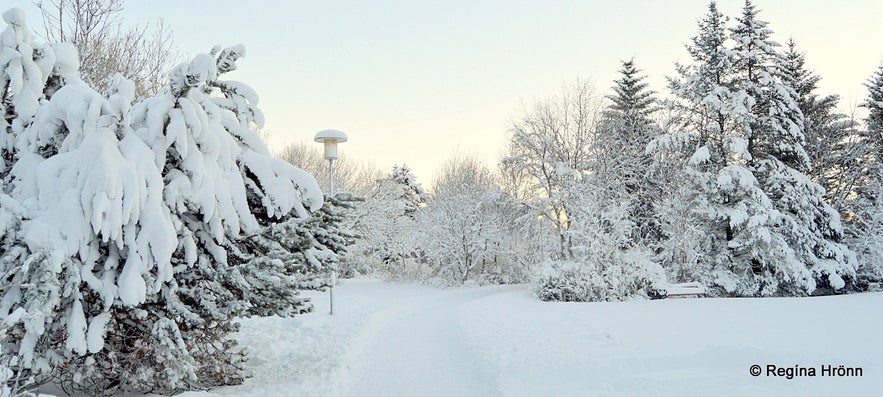 Beautiful white Snow in Laugardalur Valley in Reykjavík
