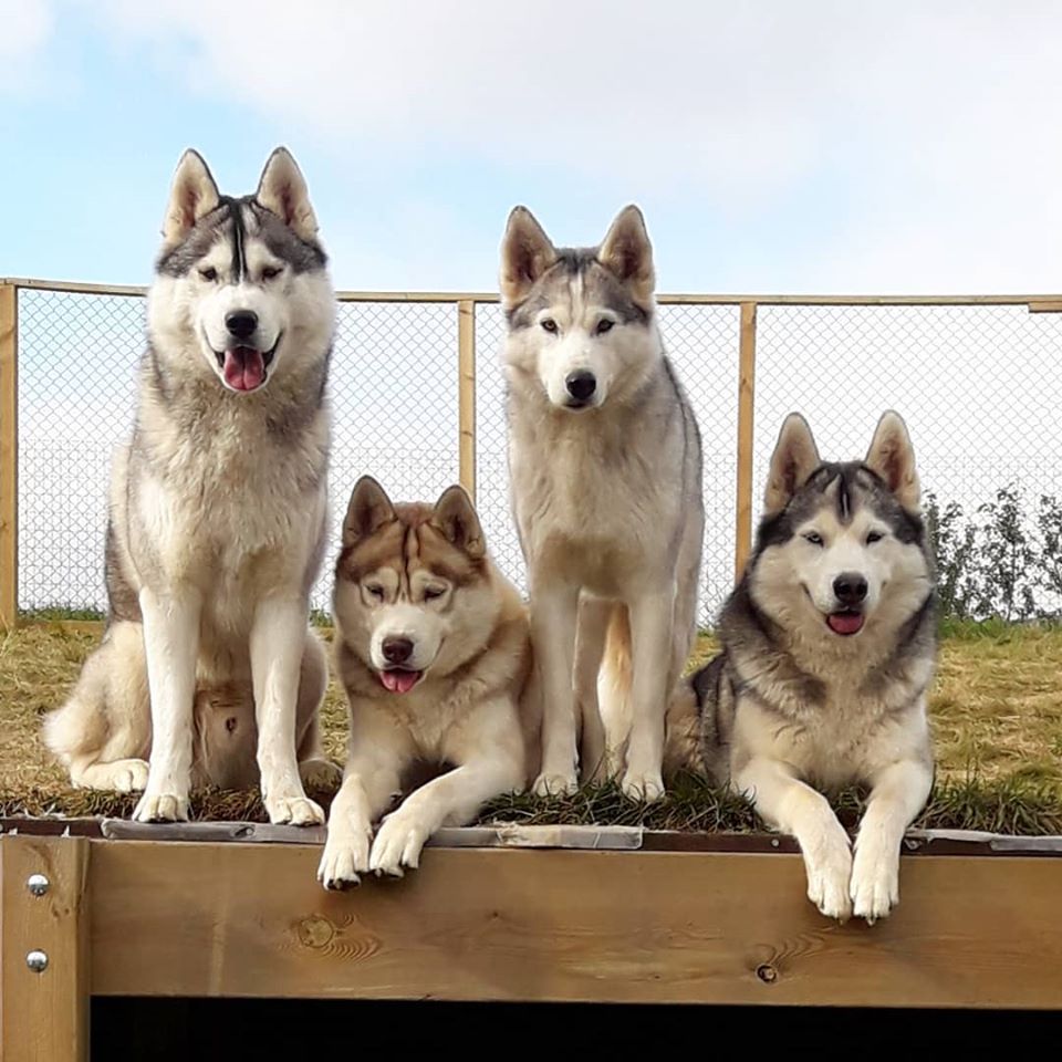 Four huskies in Iceland pose for a picture.
