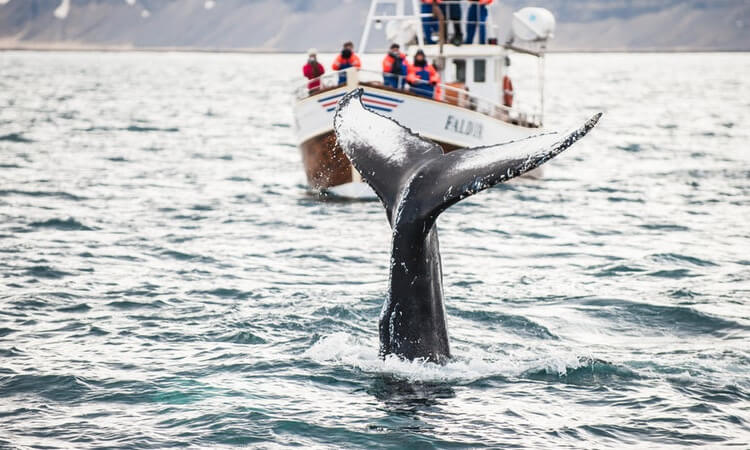 Besøkende får øye på en hval i vannet utenfor kysten av Nord-Island.