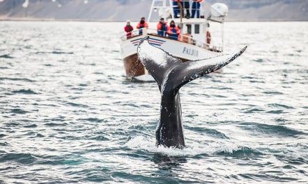 Besucher, die in den Gewässern vor der Küste Nordislands einen Walschwanz entdecken.